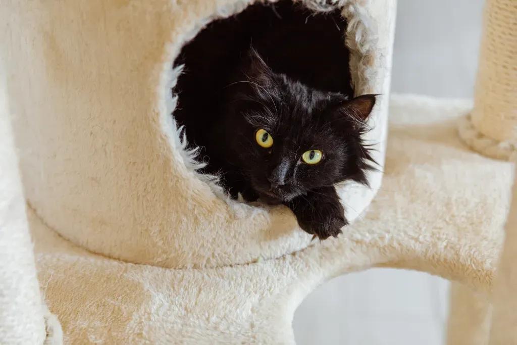 Cat Leva likes the new coworking